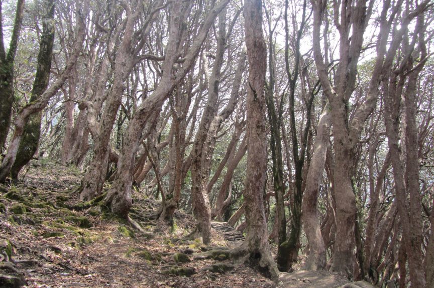 Wald mit vielen Bäumen